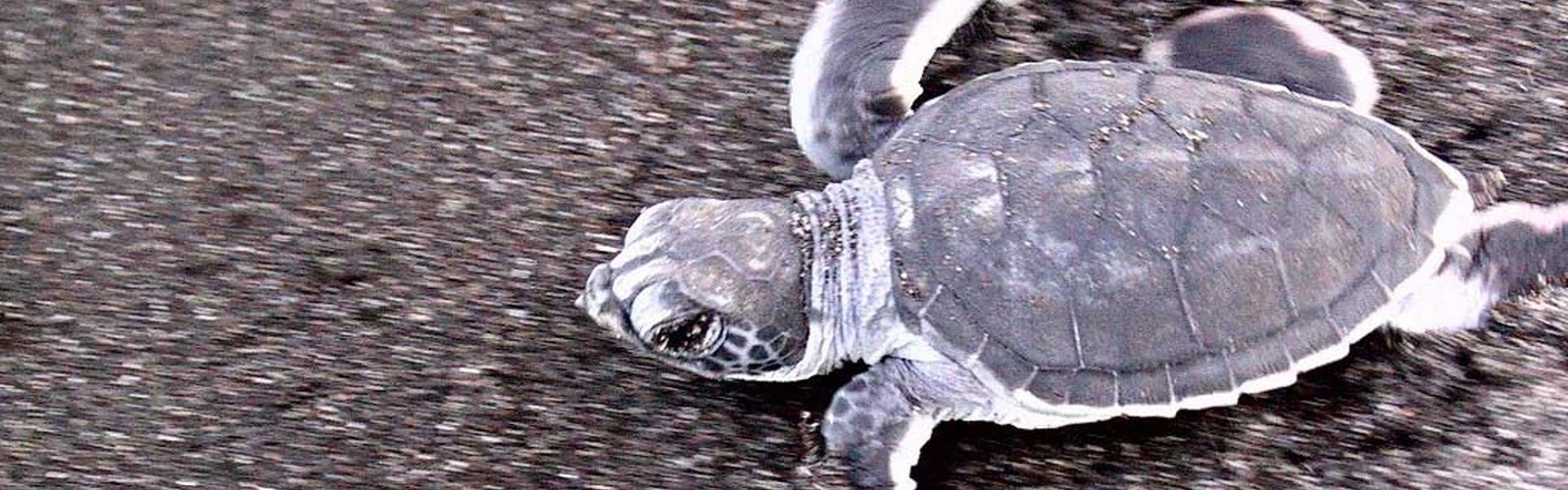 103-0312_IMG_DCE lille