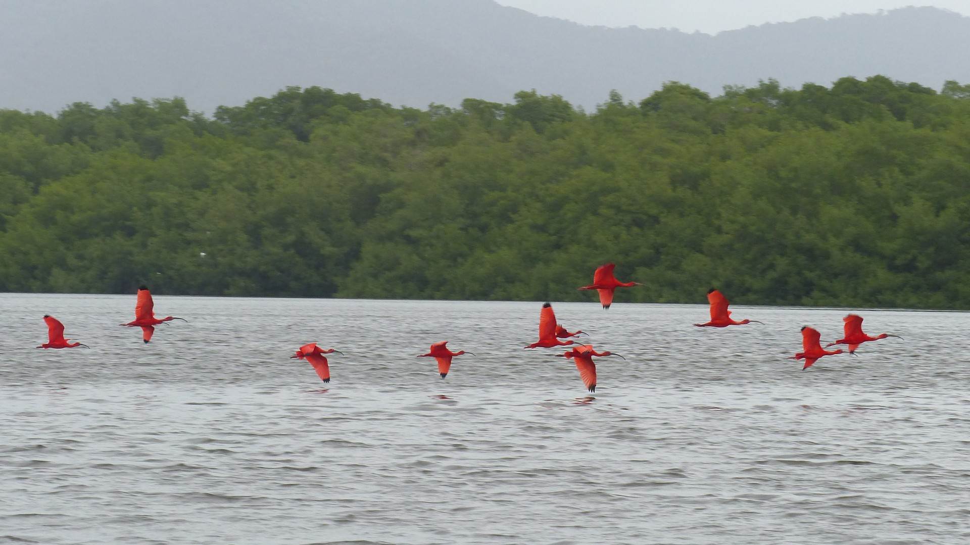 Flamingoer flyver tæt hen over vandet