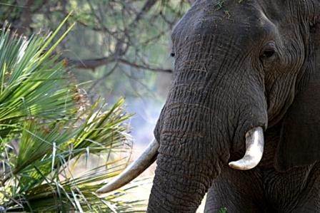 Elephant - Lower Zambezi 1