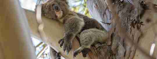 Koala der sover i træet, Australien