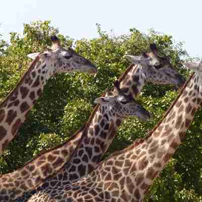Giraffer i Zambia