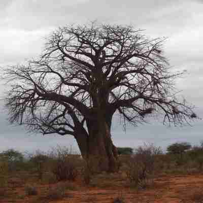 Baobab, Tsavo West, Kenya