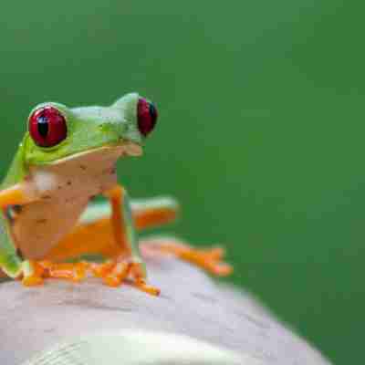 Grøn frø med røde øjne, Costa Rica