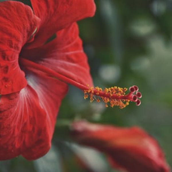 Blomst på Brava i Kap Verde