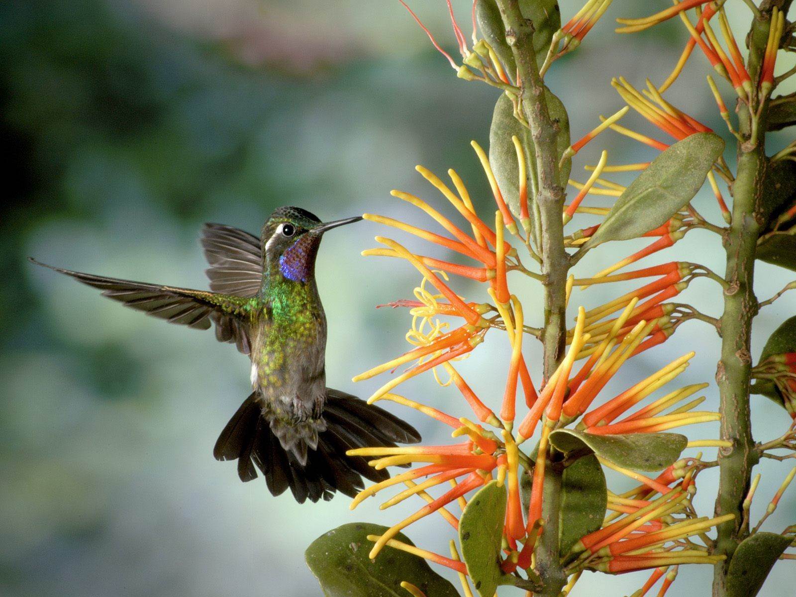 Nyd de flotte kolibrier i Monteverdes tågeregnskov, Costa Rica