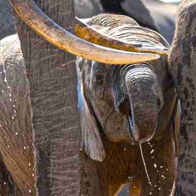 Det kan være svært at styre snablen, når man bare er en lille elefant, Zimbabwe