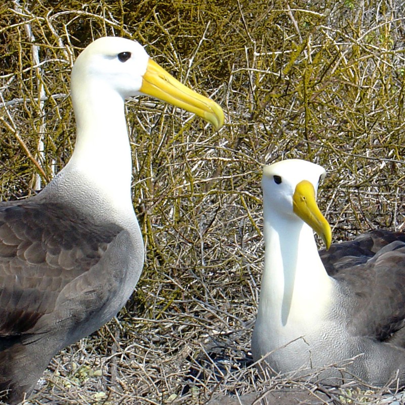 Albatross Pair