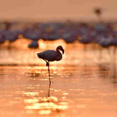 Lake Natron flamingo