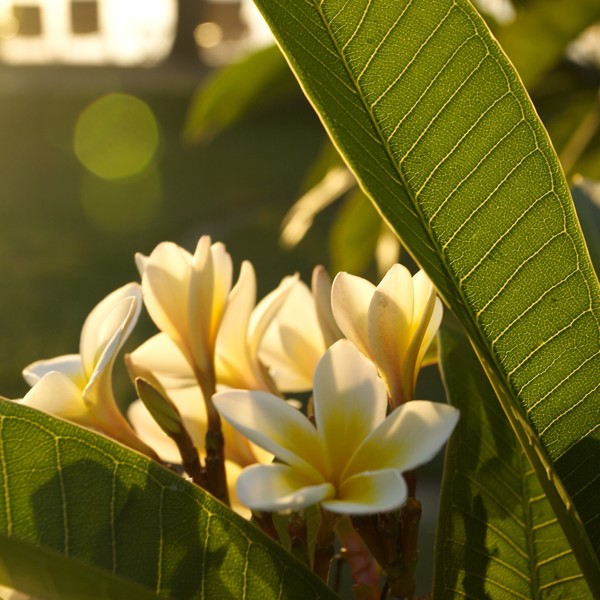 Frangipanien blomster pĂĄ Mauritius