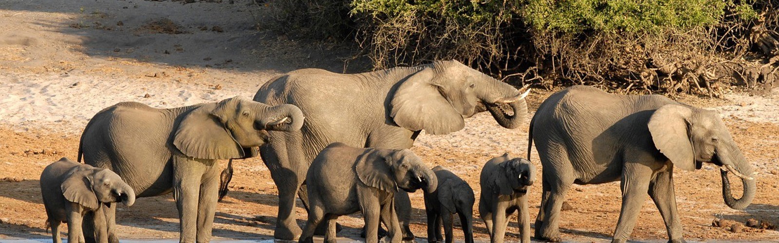 Elefatntflok ved floden, Chobe National Park, Botswana