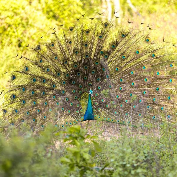 Sri Lanka - Udawalawe - PÃ¥fugl