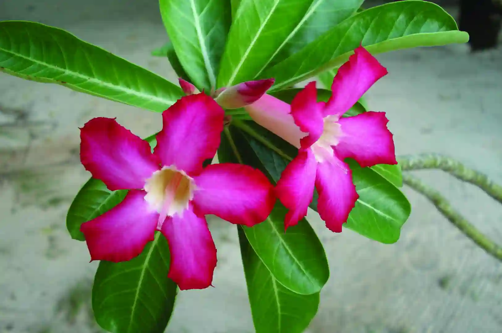 blomst Maldiverne