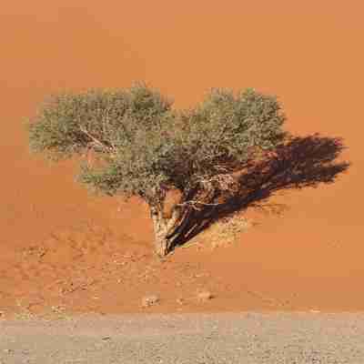 Et enligt træ i den namibiske ørken