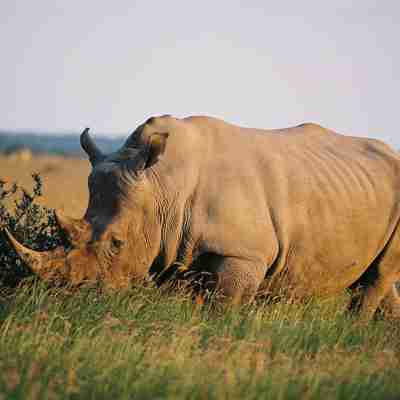 Sunway Khama rhino