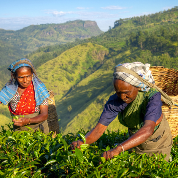 Sri Lanka - Nuwara Eliya