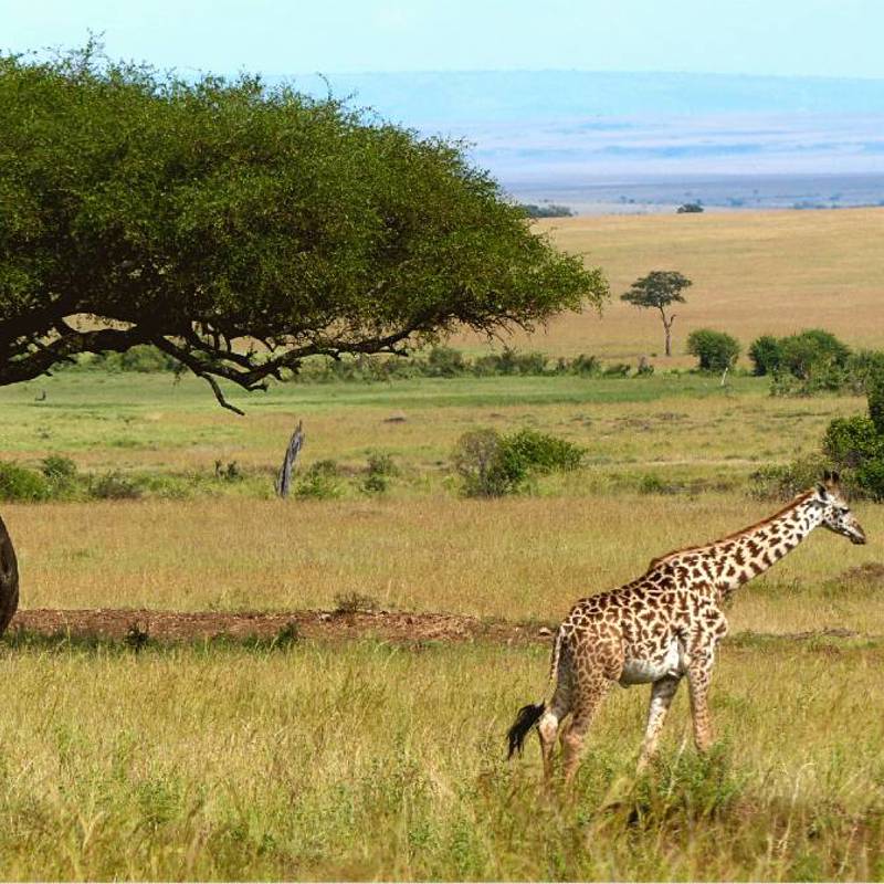 Kenya i Afrika