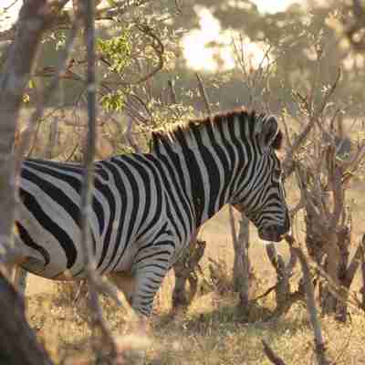 Zebra i Moremi, Botswana