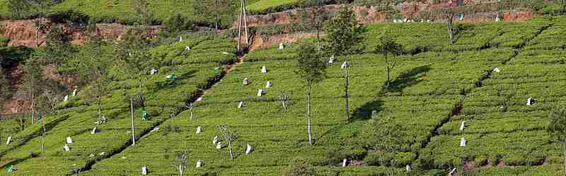 Tea State Sri Lanka