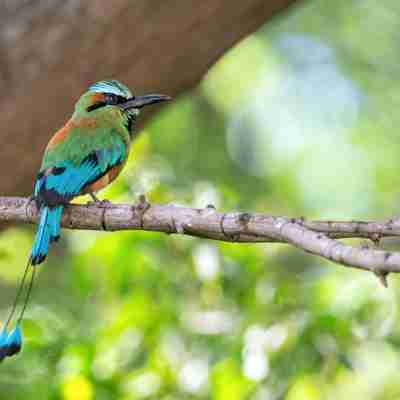 Nicaragua-fugl