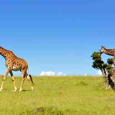 To giraffer på Masai Mara, Kenya