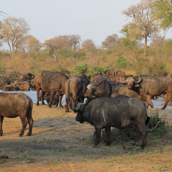 Bøflerne nyder vandet, Sydafrika