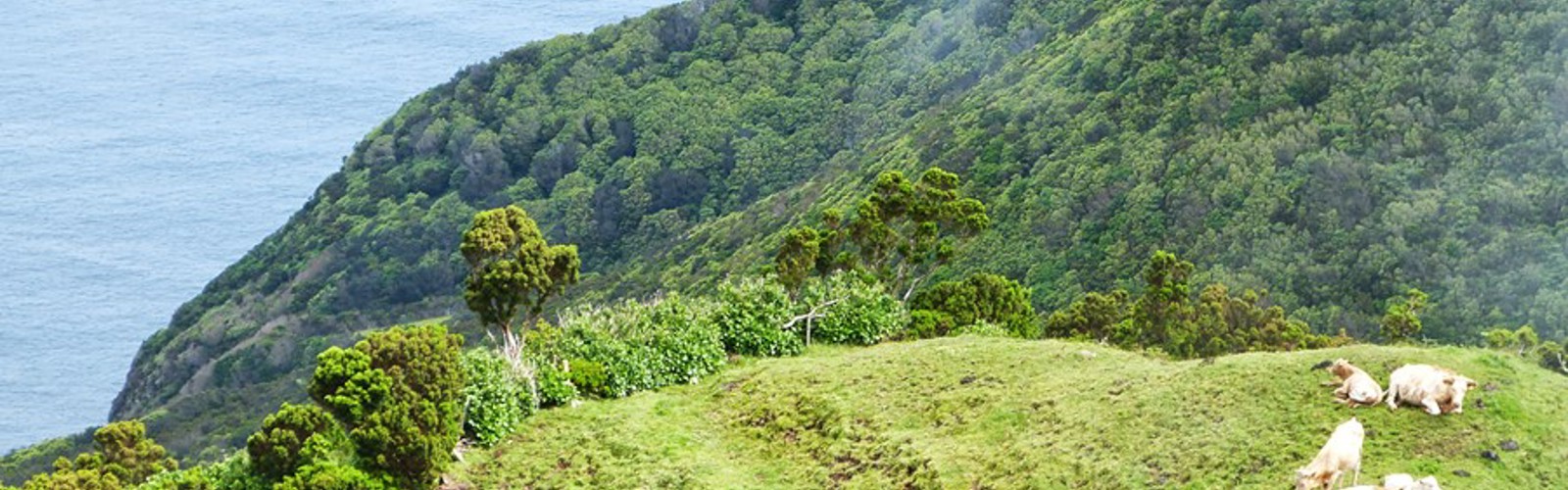 Kvæg på en bakketop ud til havet på Sao Jorge