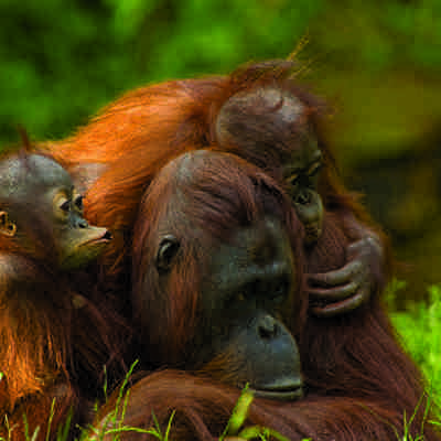Orangutan family low res IST