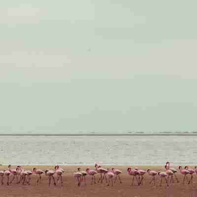 Flamingoer ved vandet i Windhoek