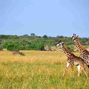 Giraffer i Kenya