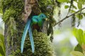Den smukke quetzal er en fryd for øjet, Costa Rica