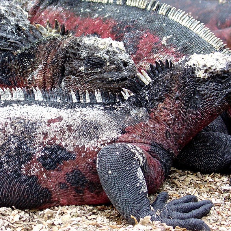 Marine Iguana 3