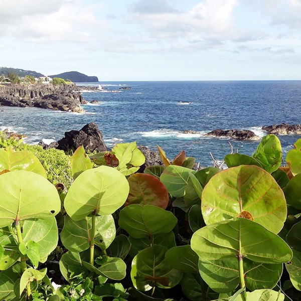 Mangrove ved La Reunions kyst