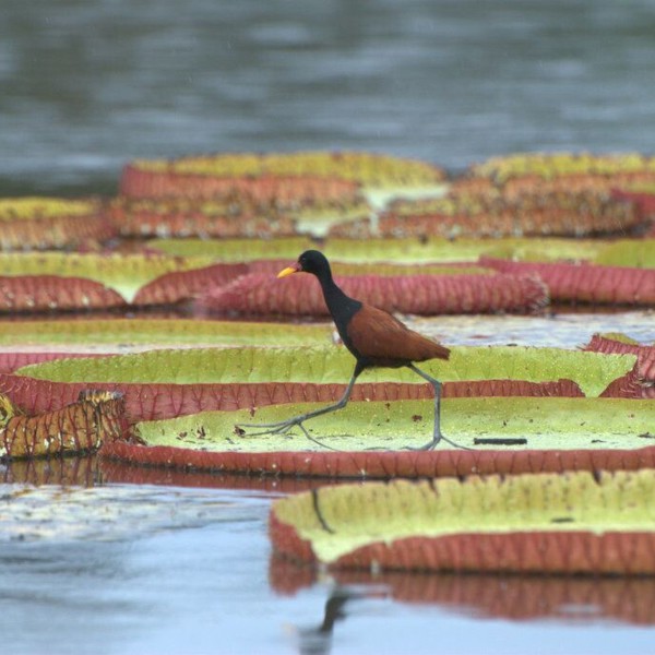 Fugl i botanisk have i Guyana