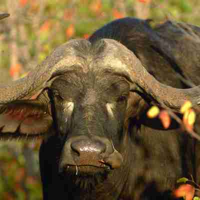 Bøffel hoved, Sydafrika