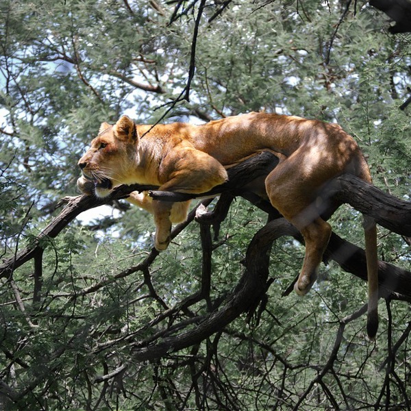 safari i zimbabwe