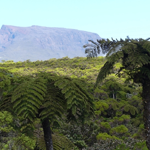 Udsigt over den tætte skov over La Réunion