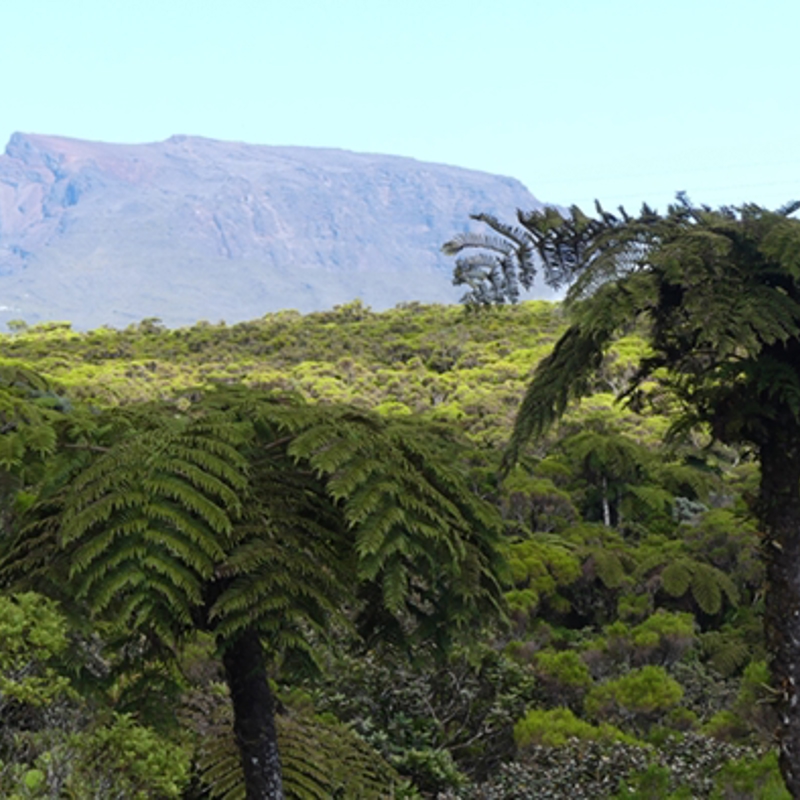 Udsigt over den tætte skov over La Réunion