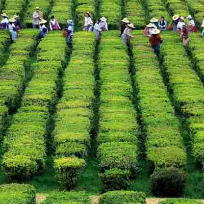 Azoriske kvinder pukker te blade på Europas eneste te-plantage