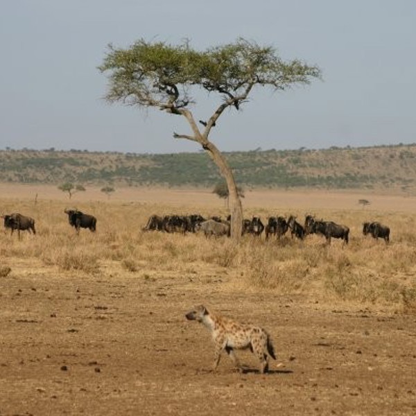 Rejser til Tanzania