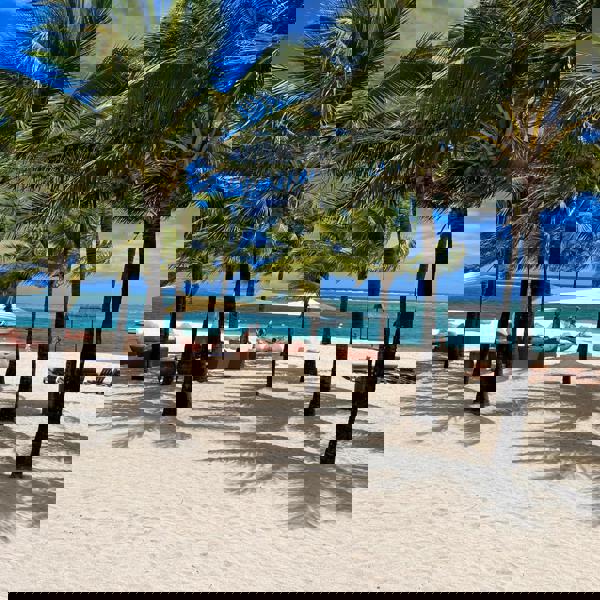 Udsigt mellem palmerne