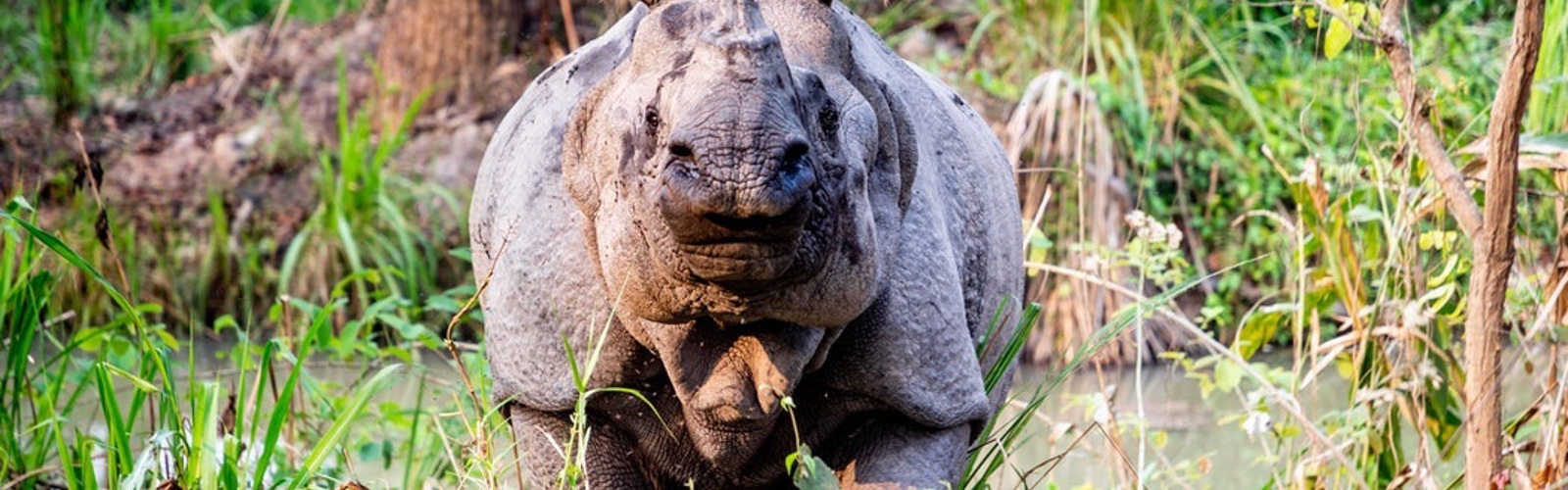 næsehorn chitwan