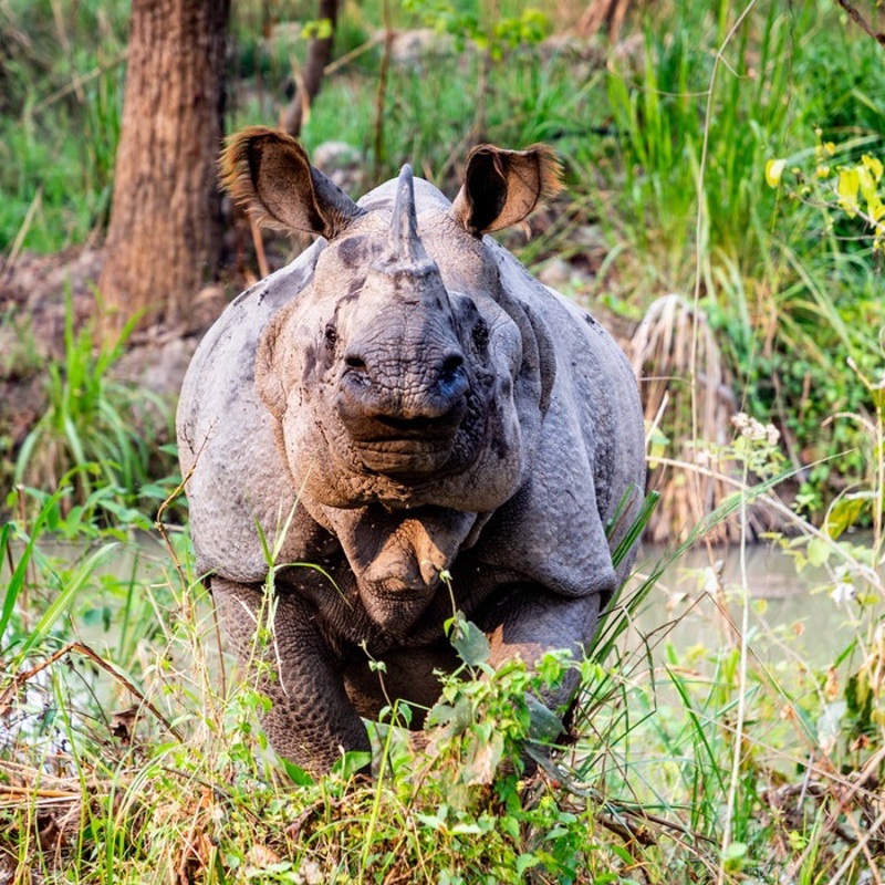 rejser med børn til nepal