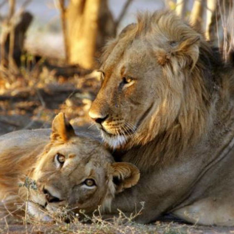 I:\AXUMIMAGES\Pakker på hjemmesiden\Zimbabwes Højdepunkter\Mana Pools - løver