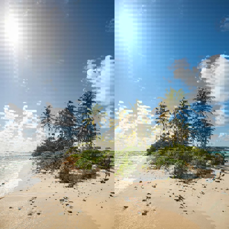 Palmer ved flot sandstrand med udsigt over havet