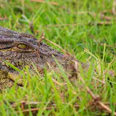 Alligator i Chobe Nationalpark