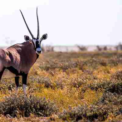 Oryx i Etosha, Namibia