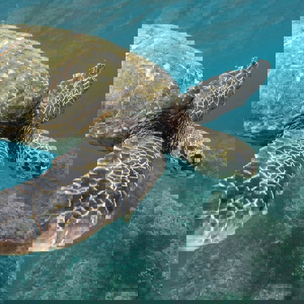 Rejser til Galapagos