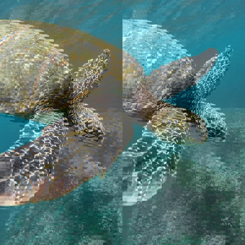 Rejser til Galapagos