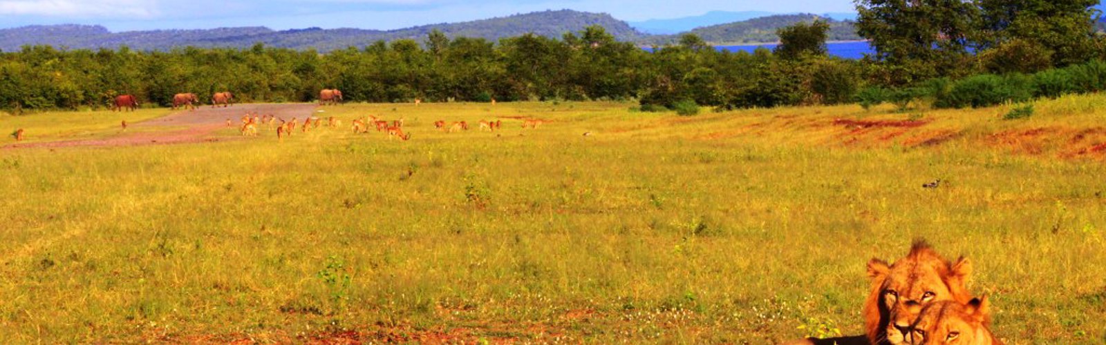 Bumi Hills Wildlife (on airstrip)