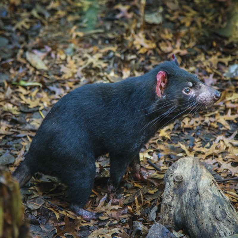 En tasmansk djævel i skovbunden, Tasmanien, Australien